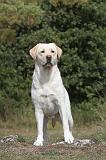 LABRADOR 059